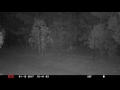 Bobcat On West Trail DonoLand Bobcat On West Trail DonoLand