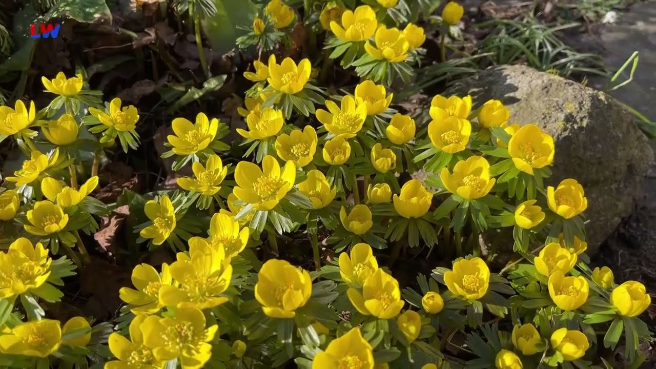 natürlich Lausitz: Der Winterling - LAUSITZWELLE