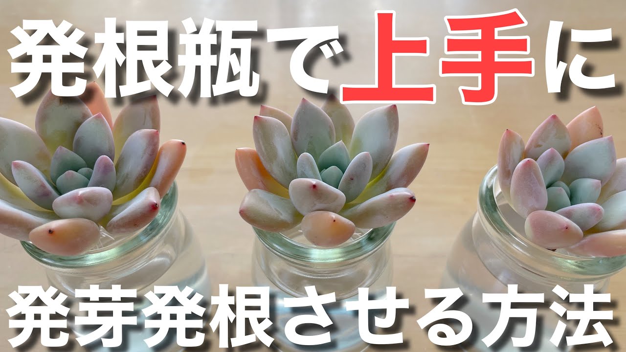 Succulents #Succulent plants #How to grow succulents [Succulents