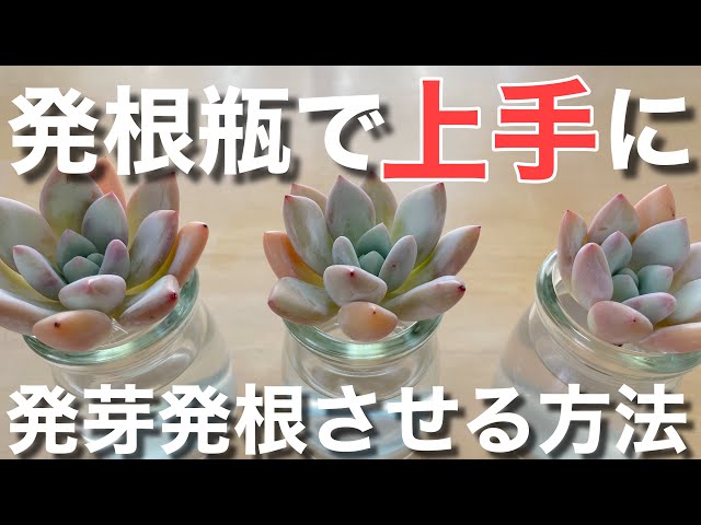 ビーナス(ヴィーナス) 葉挿し 発芽済み！ 多肉植物