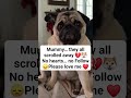 Mummy… they all scrolled away 💔No hearts… no Follow.Please love me ❤️#dogrescue #worldcup#dogselfie