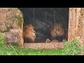 🇩🇪 Мюнхенский #зоопарк  Хеллабрунн 🦁 (#Tierpark  Hellabrunn)