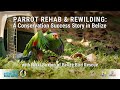 Parrot Rehab &amp; Rewilding: A Conservation Success Story in Belize