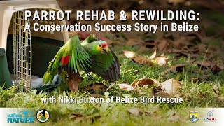 Parrot Rehab & Rewilding: A Conservation Success Story in Belize