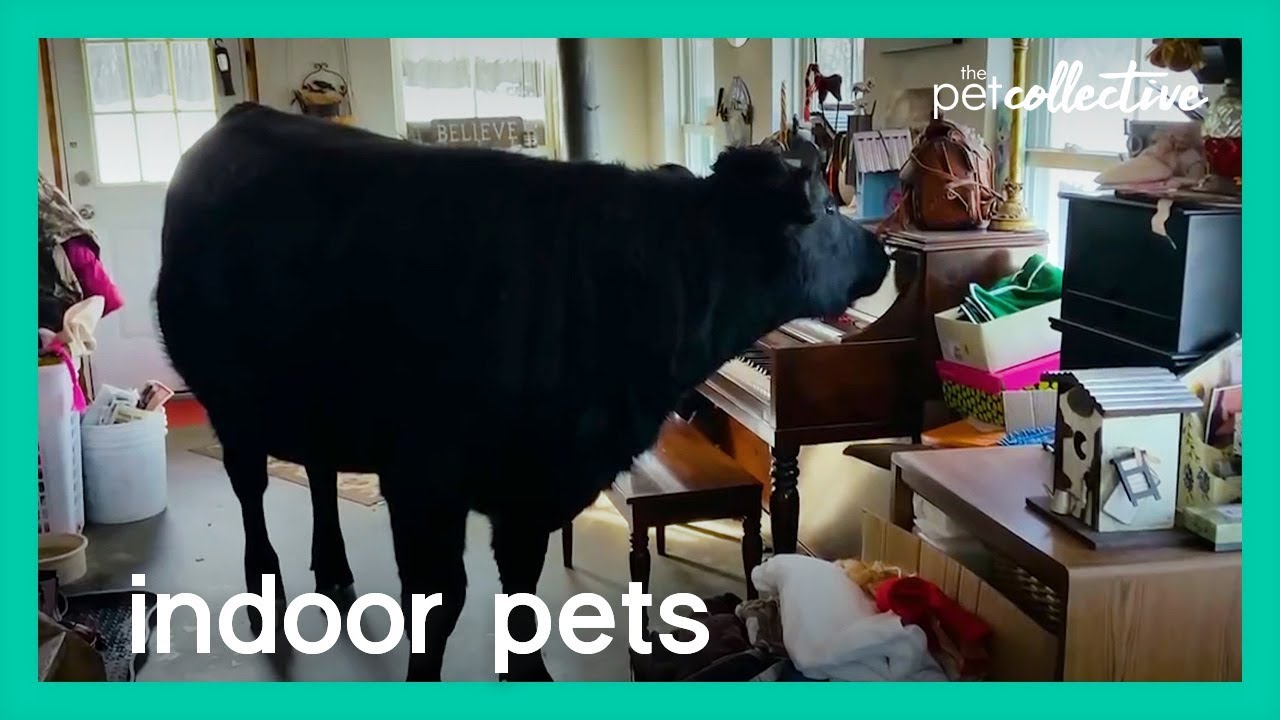 ⁣Indoor Pets | The Pet Collective