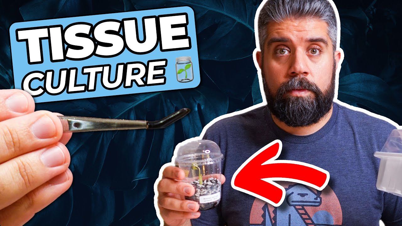 TISSUE CULTURE Basics How to DEFLASK Your New Plants Survival Guide