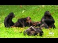 Wild Wives of Africa   Bonobo Love