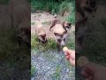 うわぁ、タヌキ、何匹いるんだ #shorts