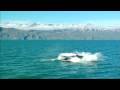 Humpback Whale  - North Sailing