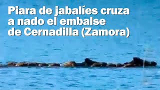 Piara de jabalíes cruzan nadando el embalse de Cernadilla (Zamora)