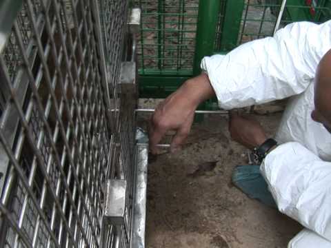 Video: Control De La Natalidad Recetado Para Monos De Hong Kong