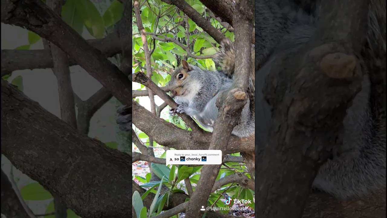 Chonky Squirrel Super Model Cute Animal Video Funny Animal Video 太ったかわいい リス Shorts Youtube