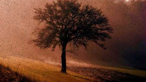 Wer will in den wald wo die bäume sind liedtext