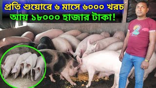 শুকর পালন সব থেকে বেশি লাভজনক কেনো।ফ্যাটনিং শুকর পালন পদ্ধতি। Fatning Pig farm in West Bengal. screenshot 4