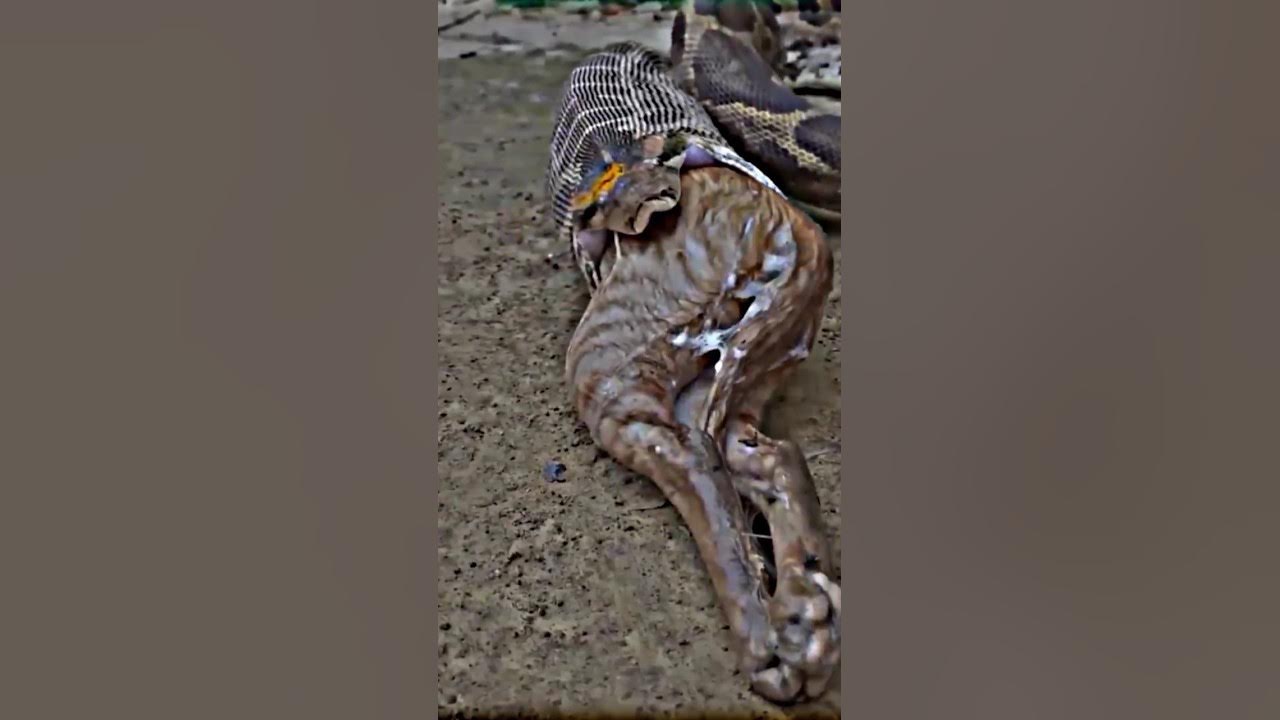 snake vomit 🤮cobra animals amazing shorts YouTube