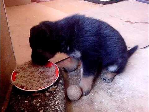 Миска для немецкой овчарки. Таблица кормления щенок овчарки 3 месяца. Кормление щенка немецкой овчарки 2 месяца натуральное кормление меню. Корм для немецкой овчарки. Щенок немецкой овчарки ест.