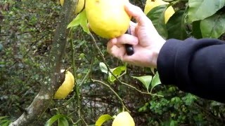 Mermelada De Limón Limoi Marmelada Lemon Marmelade