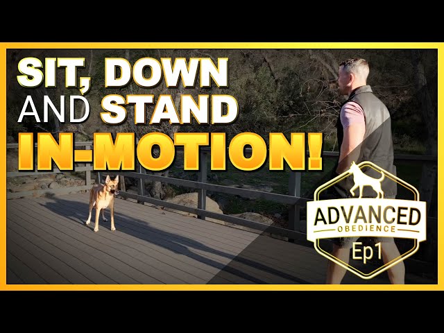 HOW TO TRAIN STAND IN MOTION 