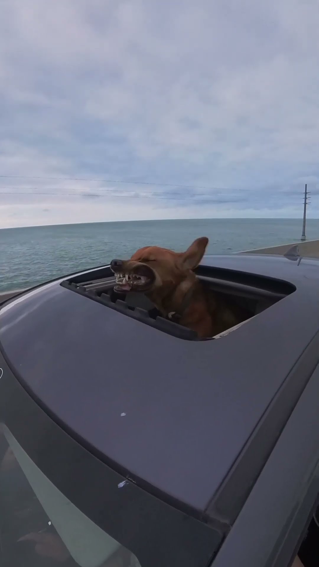 Dog Enjoys the Air on 7-Mile Bridge || ViralHog
