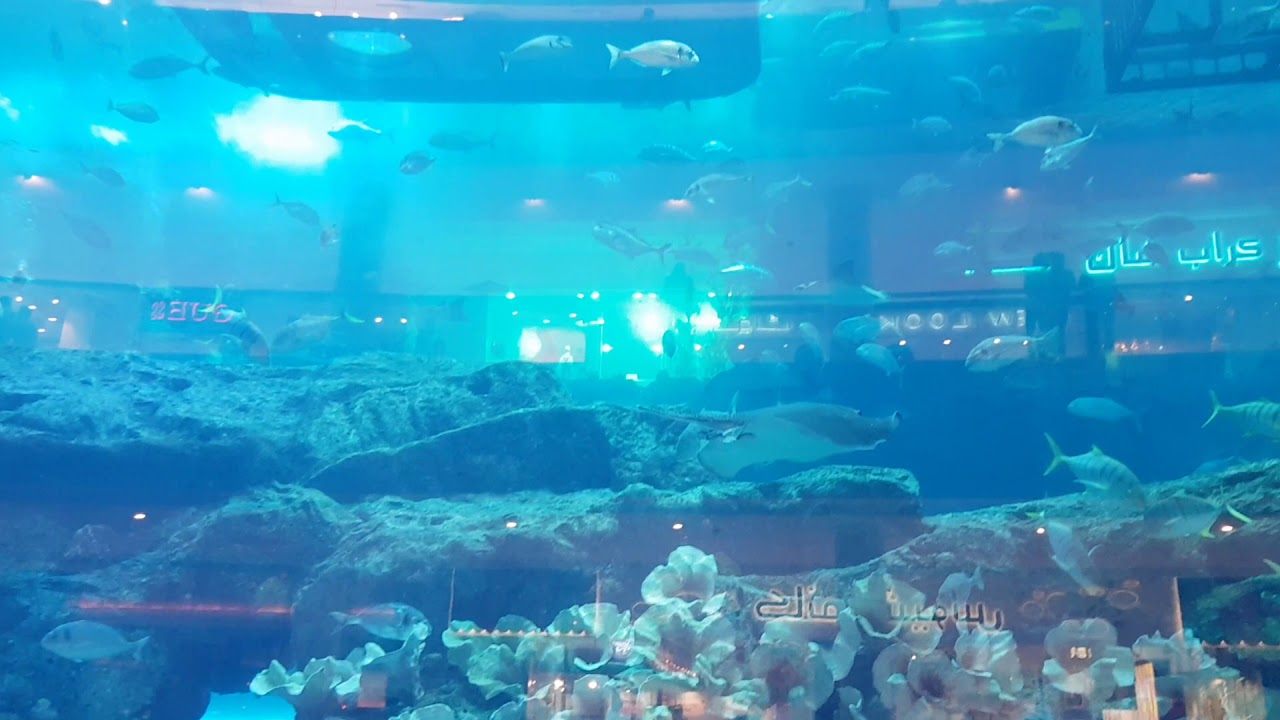 Strang fish in Dubai mall fish aquarium largest indoor fish aquarium in