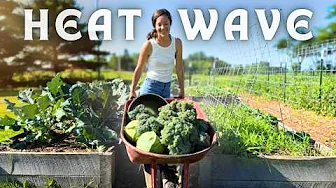 GIANT Harvest + PRESERVING (easy foods to store for winter)