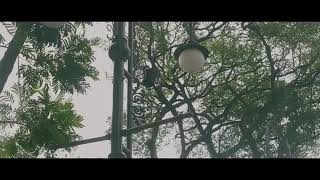AHAY DEUH MASUK KE VIDIO KLIP LAGI | LISAN (BILAL MUHAMMAD ft NINO)