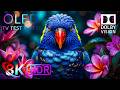 Unstopable Beauty of OLED Demo 8K HDR 120fps | 16k Vodep - Relaxing Sleep Music