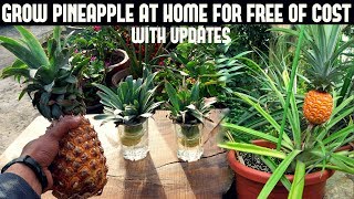 Grow Pineapple For FreeFast N Easy Way