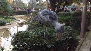 shoebill stork ぜんぶみせてくれた #ハシビロコウ アサンテさん