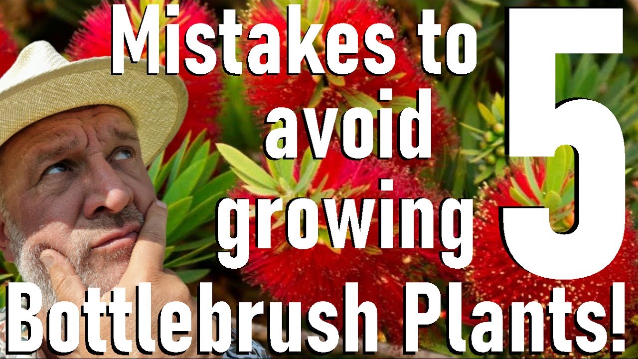 Five Mistakes to Avoid Growing the Bottlebrush Plant -  Callistemon