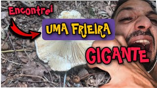 ENCONTEI UMA FRIEIRA GIGANTE NA SELVA NEGRA / SANTIAGO /GALÍCIA / ESPAÑA 🇪🇸 @Sobreviventeofc