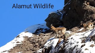 IRAN , The wildlife of Alamut