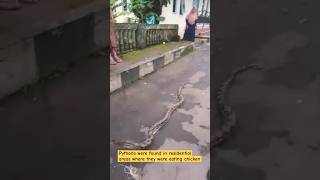 Famous Python were eating chickens #shortvideo #shorts #python #snake #pythonsnake Wealth