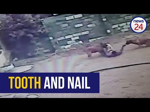 WATCH | Gotcha! Dogs attack suspected house robber after he flees into neighbour's yard