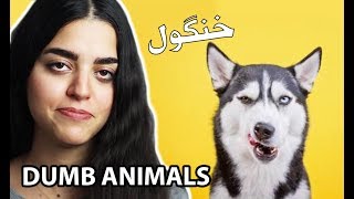حیوانات خنده دار خنگ😐 DUMB ANIMALS