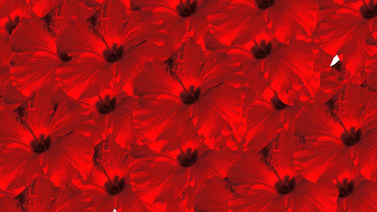 無料 動画素材 結婚式 背景 ハイビスカス 赤 Youtube