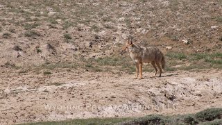 3 big coyotes and a jack rabbit .. Decoy Doggin 2023