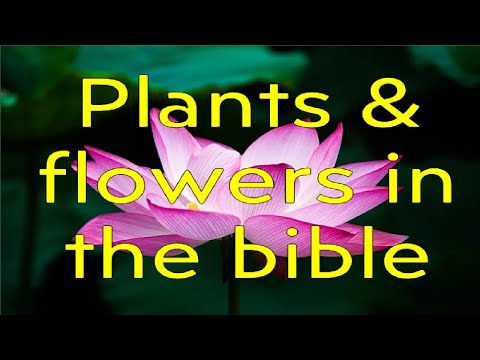 Video: Bible Garden Plants - How To Make A Biblical Flower Garden