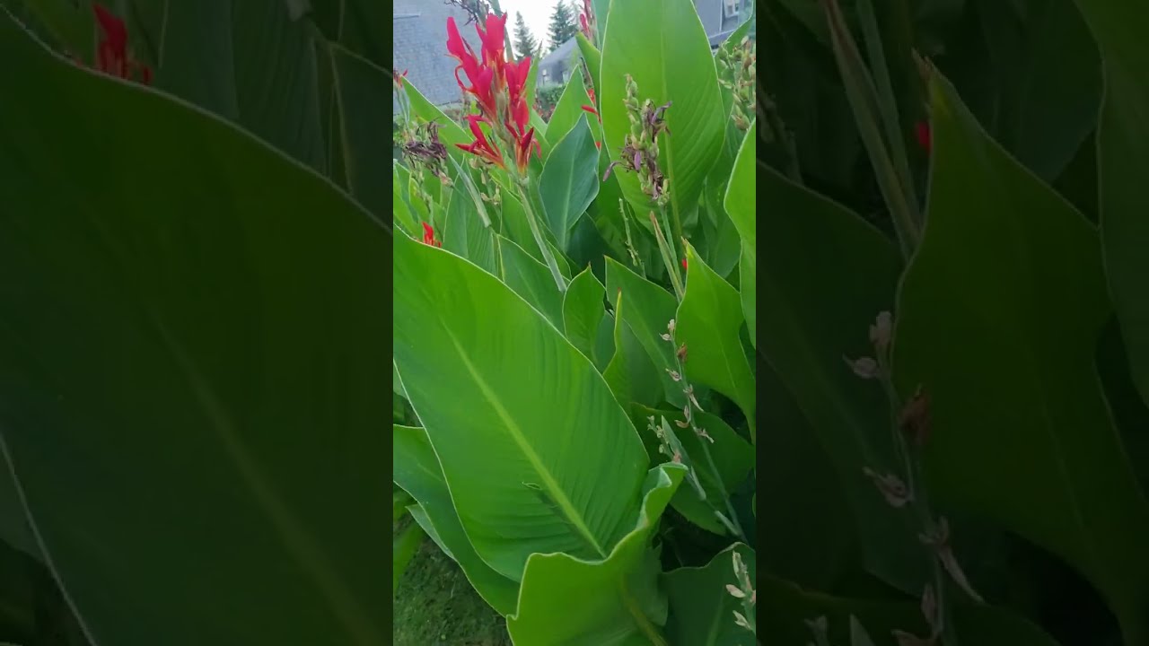 paseamos por el parque de hoyo
