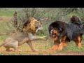 ये कुत्ता शेर तक को फ़ाड़ सकता है| Epic Battle Dog Vs Lion, Tiger, Bear, Leopard Real Fight to Death