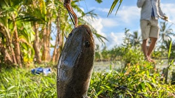 Câu lure cá lóc ruộng lúa, dính hàng khủng.