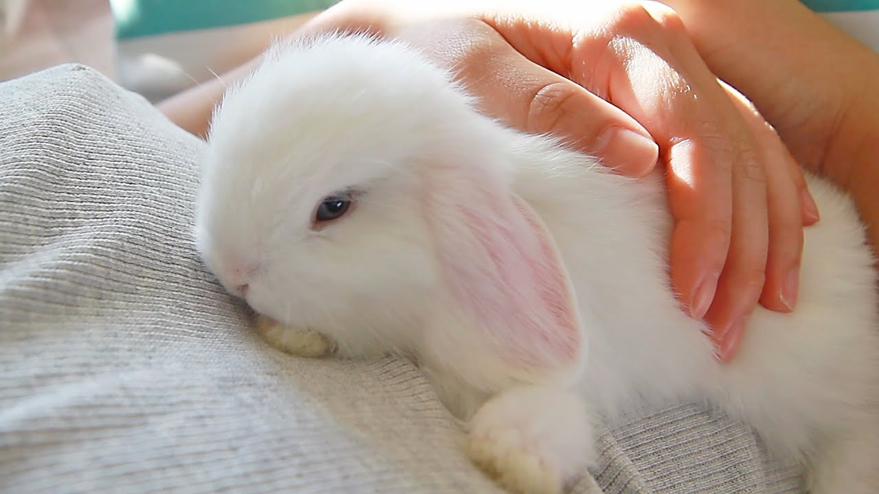 Snuggling With My Baby Bunny Youtube