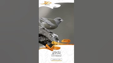 إِنَّ اللَّهَ وَمَلَائِكَتَهُ يُصَلُّونَ عَلَى النَّبِيِّ ۚ #القارئ#عبدالله_القرافي