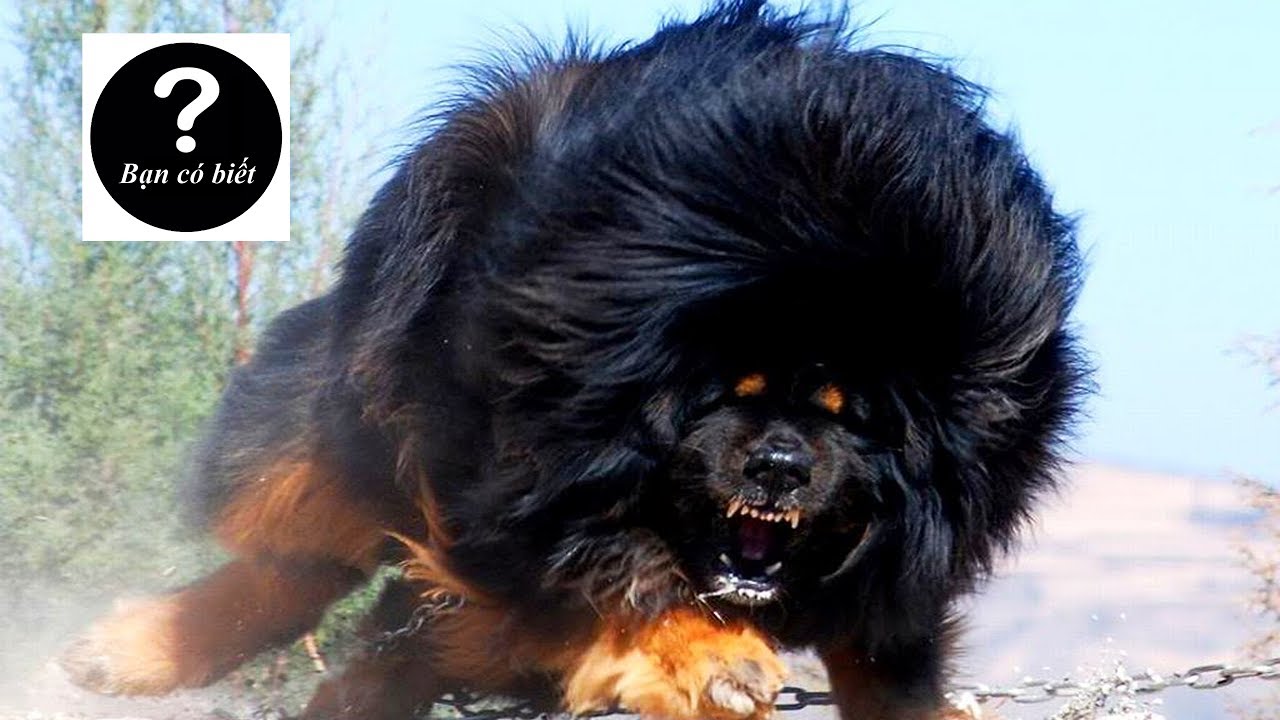 Top 7 Loài Chó Hung Dữ Nhất Thế Giới || Top 7 Most Aggressive Dog Breeds -  Youtube