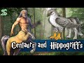 The History Of Centaurs And Hippogriffs Explained