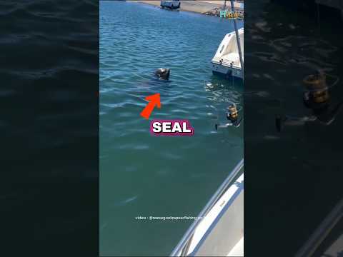 This Clever Seal Waited for the Perfect Moment! 🦭🔥 || #shorts #seal