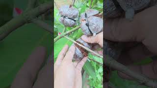 Simple air layering technique #airlayering #gardening