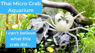 I put 6 Thai Micro Crabs in a planted tank (and this is what happened)