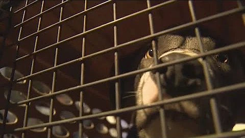 L.A. County Shelter Animals sends rescued animals from the California wildfires