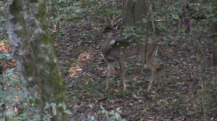 Georgia Bowhunting for Whitetails "Georgia Bow Bucks" Combat In The Wild E19 2015